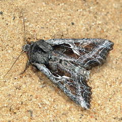 Lacanobia praedita