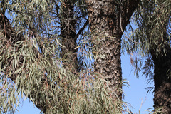 Acacia cambagei