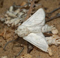 Parahypopta caestrum