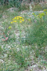 Pastinaca clausii