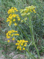 Pastinaca clausii