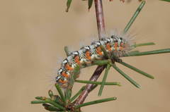 Acronicta nervosa