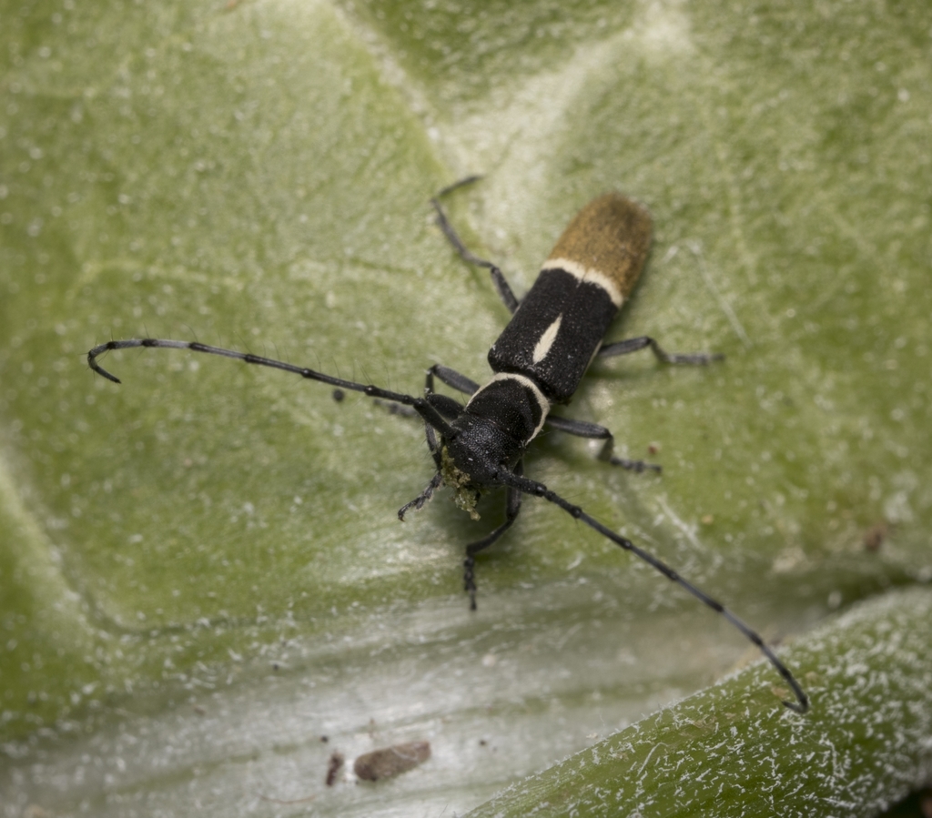 Emphytoeciini