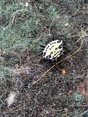 Gasteracantha cancriformis
