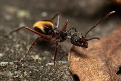 Dolichoderus extensispinus