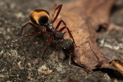 Dolichoderus extensispinus