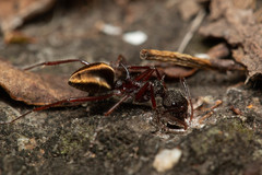 Dolichoderus extensispinus