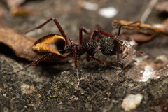 Dolichoderus extensispinus