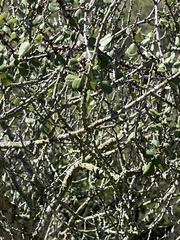 Ceanothus verrucosus