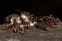 Dolichoderus extensispinus