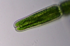 Tetmemorus brebissonii