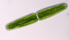 Tetmemorus brebissonii