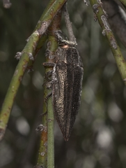 Ectinogonia buquetii