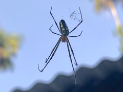 Leucauge granulata