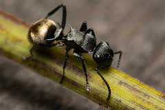 Polyrhachis mjobergi