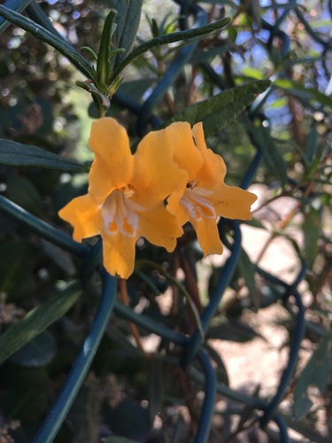 Diplacus × australis, photograph 5
