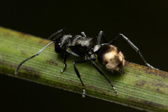 Polyrhachis mjobergi