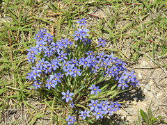 Sisyrinchium pruinosum