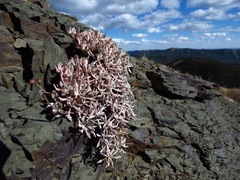 Eriogonum androsaceum