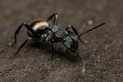 Polyrhachis mjobergi