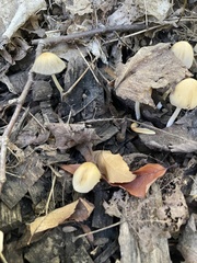 Psathyrellaceae