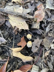 Psathyrellaceae