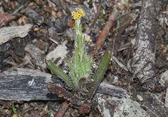 Podotheca angustifolia