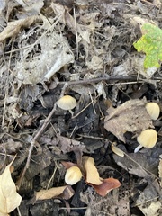 Psathyrellaceae