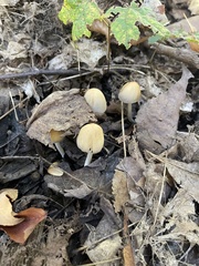 Psathyrellaceae