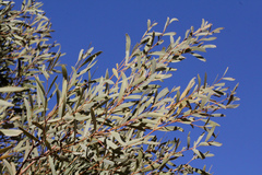 Acacia aneura