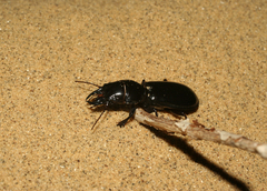 Scarites bucida