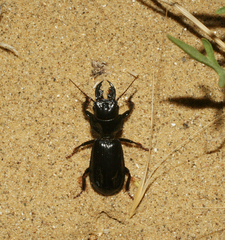 Scarites bucida