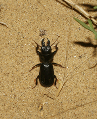 Scarites bucida