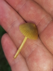 Mycena olivaceomarginata