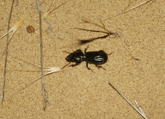 Scarites bucida