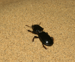 Scarites bucida