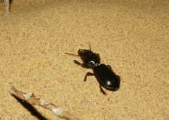 Scarites bucida