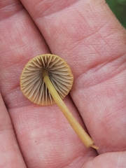 Mycena olivaceomarginata