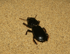 Scarites bucida