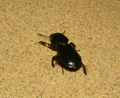 Scarites bucida