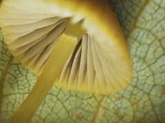 Mycena olivaceomarginata