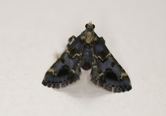 Arescoptera haplocala