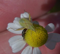 Harmostes reflexulus