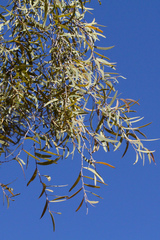 Acacia excelsa