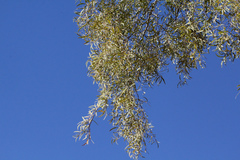 Acacia excelsa