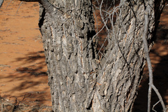 Acacia excelsa