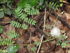 Mimosa malacophylla