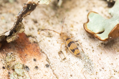 Entomobrya triangularis
