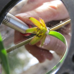 Fritillaria micrantha
