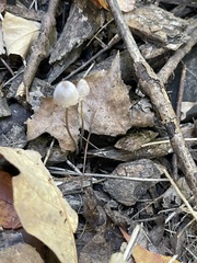 Coprinellus disseminatus